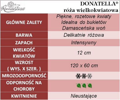 Róża wielkokwiatowa DONATELLA